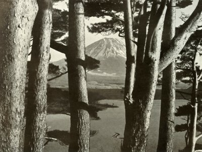 فوجي وأشجار الصنوبر ، 1910. بواسطة هربرت بونتينج