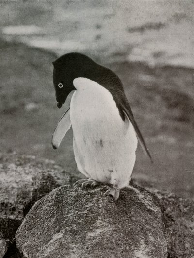 أنا لا أهتم بما أصبح لي ، c19101913 ، 1913 بواسطة هربرت بونتينج