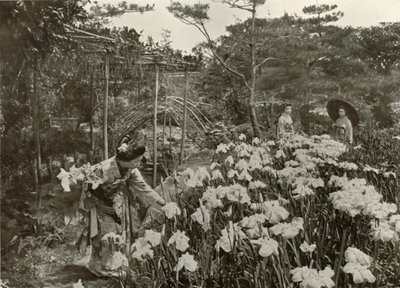 في حديقة القزحية ، 1910. بواسطة هربرت بونتينج