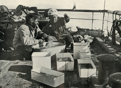 ليلي والدكتور ليفيك يقومان بفرز صيد الجر ، c19101913 ، 1913 بواسطة هربرت بونتينج