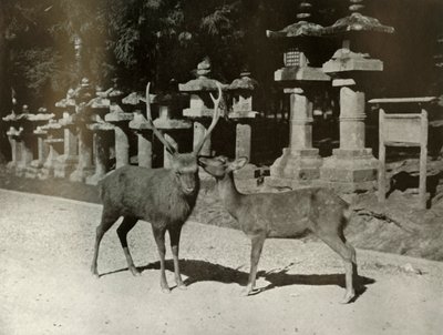 عزيزي! دراسة في نارا ، 1910. بواسطة هربرت بونتينج