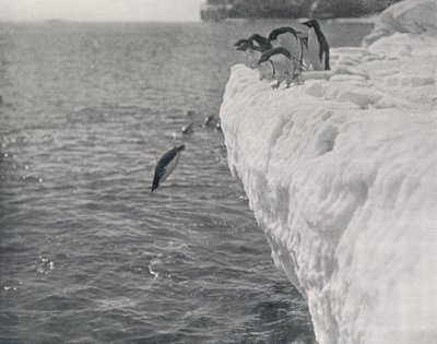 طيور البطريق الغوص ، c1911 ، 1913 بواسطة هربرت بونتينج