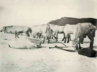 المهور مقيد على الجليد البحري ، c19101913 ، 1913 بواسطة هربرت بونتينج