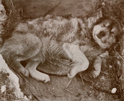 Stareek Malingering ، c19101913 ، 1913 بواسطة هربرت بونتينج