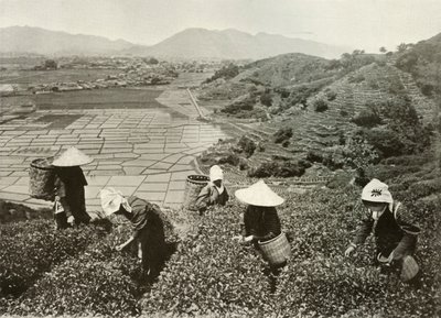 شاي على التلال والأرز على السهول ، 1910. بواسطة هربرت بونتينج