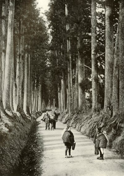 The Cryptomerias at Nikko ، 1910. بواسطة هربرت بونتينج