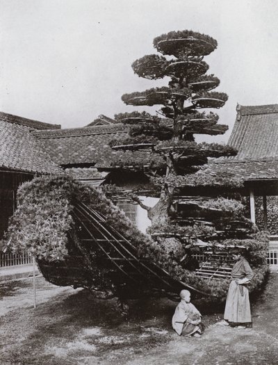 خردة شجرة الصنوبر في Kinkakuji (صورة b / w) بواسطة هربرت بونتينج