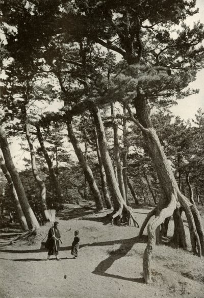أشجار شينزو أورا ، 1910. بواسطة هربرت بونتينج