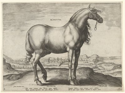 حصان من اليونان (Achivus) Achivvs (العنوان على الكائن) سلالات الخيول من الاسطبلات الملكية لنمسا دون جوان (عنوان السلسلة) Equile Ioannis Austriaci Caroli (عنوان المسلسل) بواسطة جان فان دير سترايت
