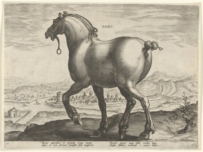 حصان من ولاية سكسونيا ساكسو (العنوان على الكائن) سلالات الخيول من الاسطبلات الملكية لنمسا دون جوان (عنوان السلسلة) Equile Ioannis Austriaci Caroli (عنوان المسلسل) بواسطة جان فان دير سترايت