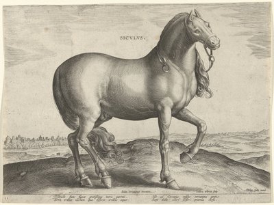 حصان من صقلية (سيكولوس) Sicvlvs (العنوان على الكائن) سلالات الخيول من الاسطبلات الملكية في النمسا دون جوان (عنوان السلسلة) Equile Ioannis Austriaci Caroli (عنوان المسلسل) بواسطة جان فان دير سترايت