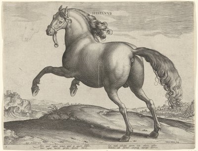 حصان من اسبانيا (Hispanus Alter) Hispanvs (العنوان على الكائن) سلالات الخيول من الاسطبلات الملكية في النمسا دون جوان (عنوان السلسلة) Equile Ioannis Austriaci Caroli (عنوان المسلسل) بواسطة جان فان دير سترايت