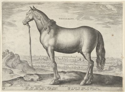 حصان من ثيساليا (ثيسالوس) Thessalvs (العنوان على الكائن) سلالات الخيول من الاسطبلات الملكية في النمسا دون جوان (عنوان السلسلة) Equile Ioannis Austriaci Caroli (عنوان المسلسل) بواسطة جان فان دير سترايت