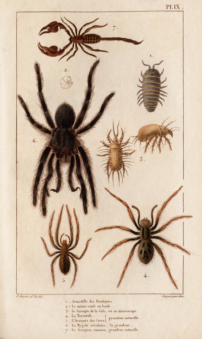 Amardille من المتاجر ، و Sascopte من الجرب ، و Tarantula ، و Araignee of scaves ، و Mygale ، و Scorpio. بواسطة هيبوليت كلوكيه