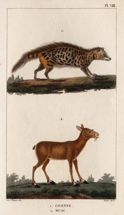الزباد والمسك. "Fauna des Médecins or History of Animals and Products by Hippolyte Cloquet" - Volume 6 - 1825. بواسطة هيبوليت كلوكيه