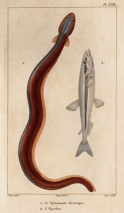 الجمنازيوم الكهربائية والصهر. " Fauna des Médecins أو تاريخ الحيوانات ومنتجاتها بواسطة Hippolyte Cloquet "- المجلد 6 - 1825. بواسطة هيبوليت كلوكيه