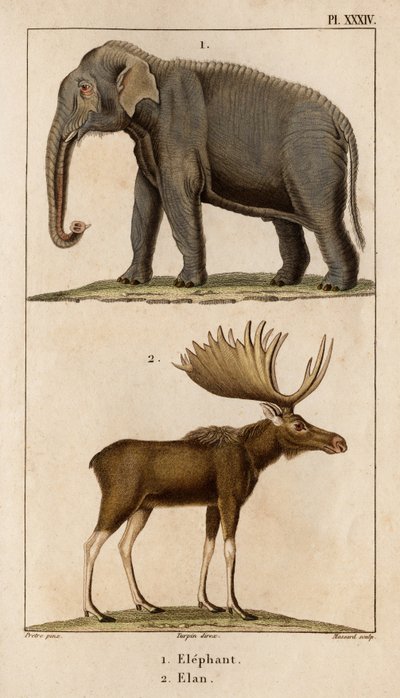 الفيل وإيلان. "Fauna des Médecins أو تاريخ الحيوانات ومنتجاتها بواسطة Hippolyte Cloquet" - المجلد 6 - 1825. بواسطة هيبوليت كلوكيه