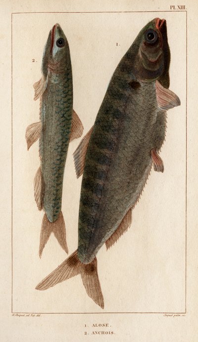 Shad and Anchovies. "" Fauna des Médecins أو History of Animals ومنتجاتها بواسطة Hippolyte Cloquet "- المجلد 6 - 1825. بواسطة هيبوليت كلوكيه