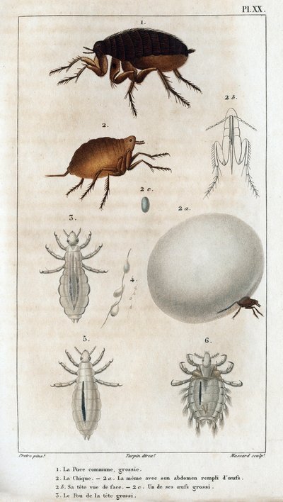 الأناقة المشتركة ، بو. " Fauna des Médecins أو تاريخ الحيوانات ومنتجاتها بواسطة Hippolyte Cloquet "- المجلد 6 - 1825. بواسطة هيبوليت كلوكيه