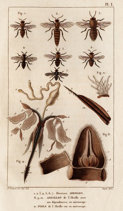نحل مختلف. "" Fauna des Médecins أو تاريخ الحيوانات ومنتجاتها بواسطة Hippolyte Cloquet "- المجلد 6 - 1825. بواسطة هيبوليت كلوكيه