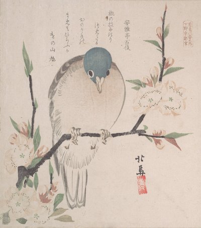 مجموعة مطر الربيع Harusame shu، vol. 3: حمامة الجبل وزهور الخوخ ، كاليفورنيا. 1820. ، كاليفورنيا. 1820. بواسطة هوكوبا