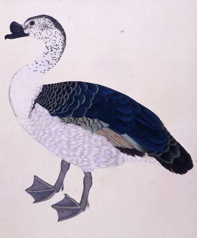 بطة مشط ، c.1800 بواسطة المدرسة الهندية