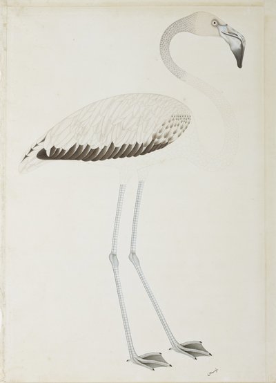 فلامنغو ، c.1780 (مرحاض غير شفاف على الورق) بواسطة المدرسة الهندية