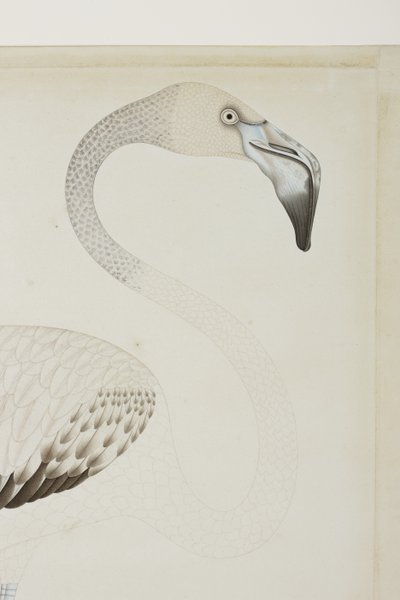 فلامنغو ، التفاصيل ، c.1780 (مرحاض غير شفاف على الورق) بواسطة المدرسة الهندية
