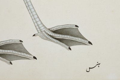 فلامنغو ، التفاصيل ، c.1780 (مرحاض غير شفاف على الورق) بواسطة المدرسة الهندية
