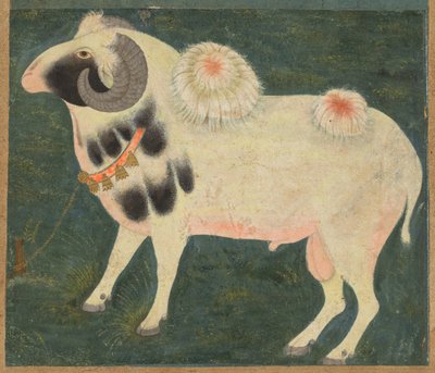 كبش ملكي بسلسلة من الذهب ، ج. 1585 (ألوان مائية غير شفافة وذهبية على ورق) بواسطة المدرسة الهندية