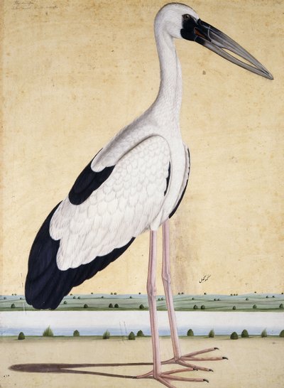 اللقلق ذو المنقار المفتوح ، ج. 1780 بواسطة المدرسة الهندية