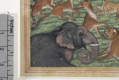 تفاصيل من ابن آوى الذي أعلن نفسه ملكًا ، c.1560-65 (مرحاض غير شفاف وذهب على ورق) بواسطة المدرسة الهندية