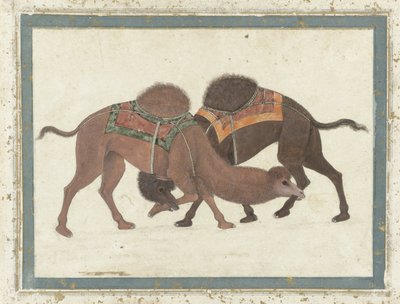 مكافحة الإبل ، 1680-1700 بواسطة المدرسة الهندية