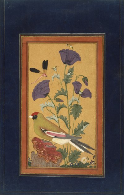 فينش ، الخشخاش ، اليعسوب ، والنحلة ، 1650-70 (مرحاض غير شفاف وذهب على ورق) بواسطة المدرسة الهندية