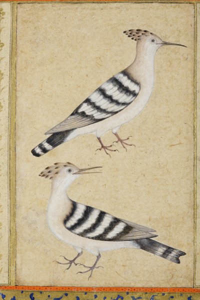طائرون ، c.1590 (مرحاض غير شفاف وذهب على ورق) بواسطة المدرسة الهندية