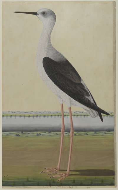 Water Bird in a Landscape، c.1780 (ألوان مائية على ورق) بواسطة المدرسة الهندية
