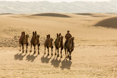 قافلة من الجمال البكتيرية في صحراء جنوب جوبي، منغوليا، 2013 (صورة) بواسطة ايرا بلوك