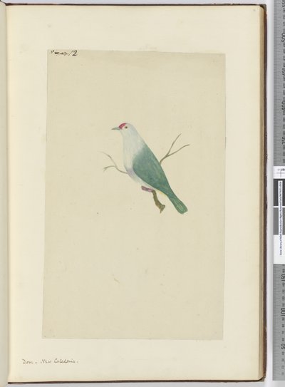 F.12 أين. كاليدونيا الجديدة ، 1772-75 (مرحاض) بواسطة إسحاق سميث