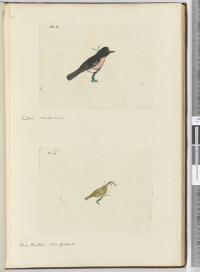 F.13 فانتايل. نيوزيلندا F.14 فانتيل صغير. نيوزيلندا ، 1772-75 (مرحاض) بواسطة إسحاق سميث
