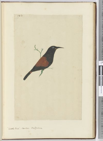 F.18 عصفور الماشية. الوقواق. نيوزيلندا ، 1772-75 (مرحاض) بواسطة إسحاق سميث