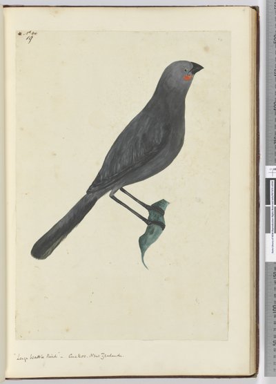F.19 طائر كبير من الماشية ، الوقواق. نيوزيلندا ، 1772-75 (مرحاض) بواسطة إسحاق سميث