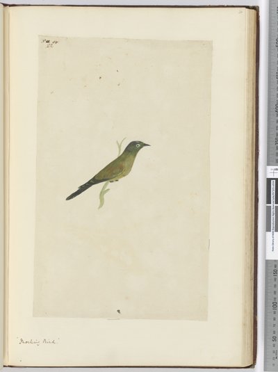 F.22 طائر ساخر ، 1772-75 (مرحاض) بواسطة إسحاق سميث