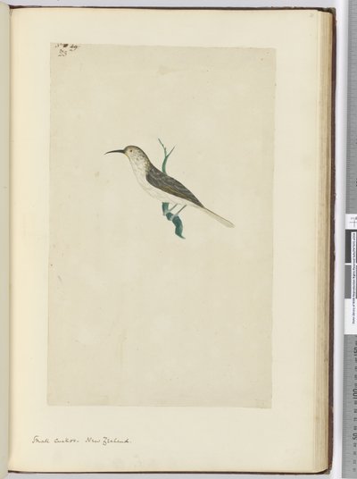 F.23 الوقواق الصغير. نيوزيلندا ، 1772-75 (مرحاض) بواسطة إسحاق سميث