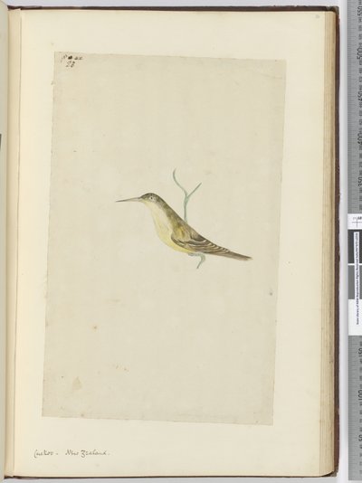 F.28 الوقواق. نيوزيلندا ، 1772-75 (مرحاض) بواسطة إسحاق سميث