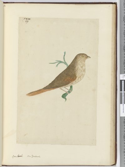 F.29 المنقار الإجمالي. نيوزيلندا ، 1772-75 (مرحاض) بواسطة إسحاق سميث