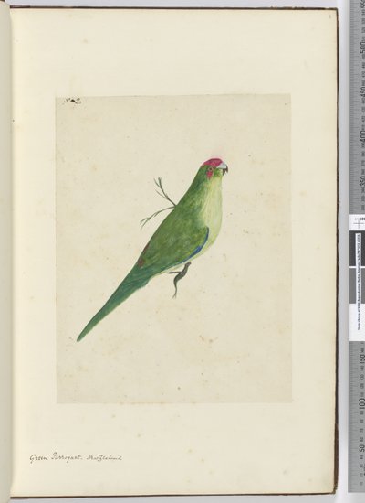 F.2 الباركيه الأخضر. نيوزيلندا ، 1772-75 (مرحاض) بواسطة إسحاق سميث