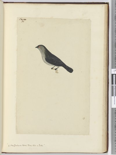 F.30 طائر نيوزيلندي يروض مثل روبن ، 1772-75 (مرحاض) بواسطة إسحاق سميث
