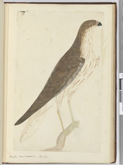 F.32 هوك. كاليدونيا الجديدة. (سبتمبر 1774) ، 1772-75 (مرحاض) بواسطة إسحاق سميث