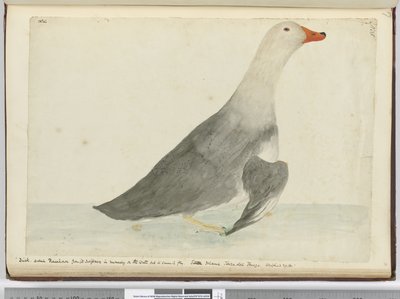 F.35 داك دعا Racehorse من سرعة في الجري على الماء لكنه لا يستطيع الطيران. جزيرة ستاتن تييرا ديل فويغو. يزن 29 رطلا ، 1772-75 (مرحاض) بواسطة إسحاق سميث
