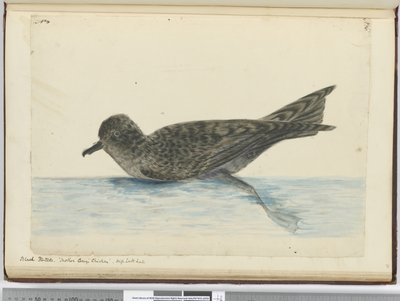 F.36 بنتادو أسود. دجاج ماذر كاريس. ارتفاع خط العرض الجنوبي ، 1772-75 (مرحاض) بواسطة إسحاق سميث